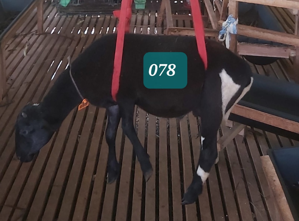 Domba Dugul 78 (Standar) 20 - 25 Kg