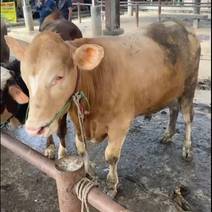 Sapi Jawa bobot 350kg ±