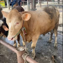 Sapi Merah (Limousin &amp; Simmental) 400Kg ±