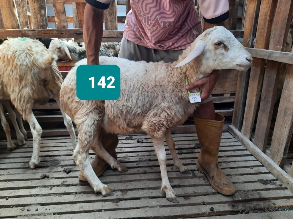 Domba Dugul 142/16436 (Standar) 20 - 25 Kg