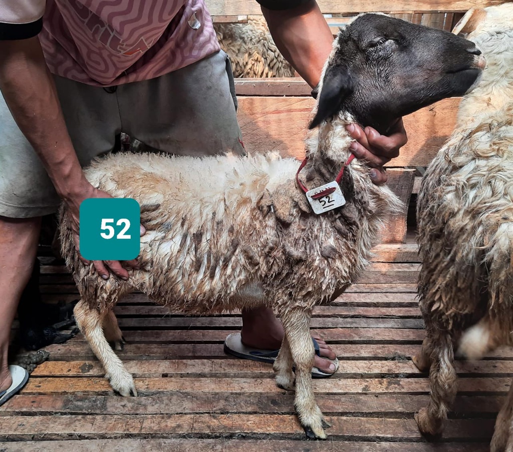 Domba Dugul 52 (Standar) 20 - 25 Kg