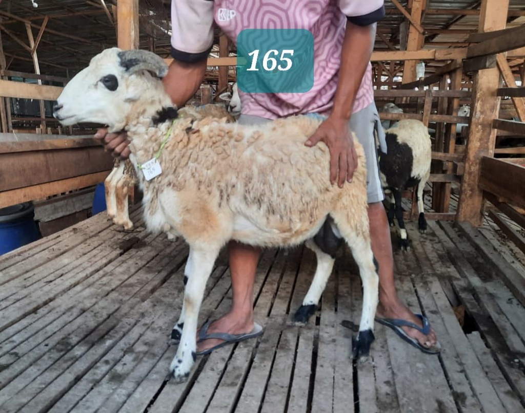 Domba Tanduk 165 (Standar) 20 - 25 Kg