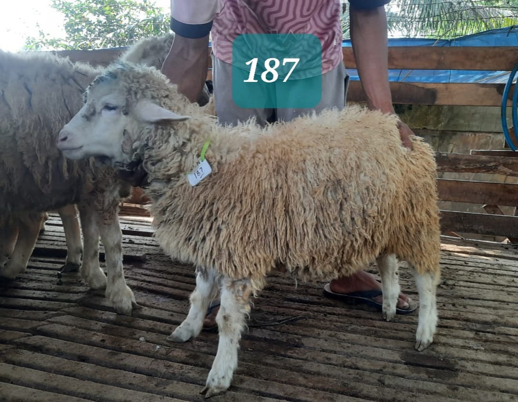 Domba Dugul 187 (Minion) 17,9Kg