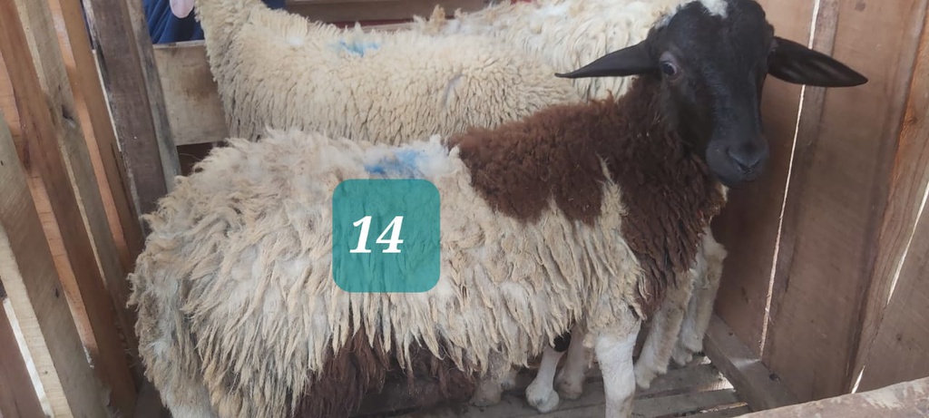 Domba Dugul 14 (Spesial) 26 - 30 Kg