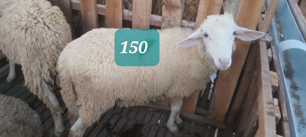 Domba Dugul 150 (Spesial) 26 - 30 Kg
