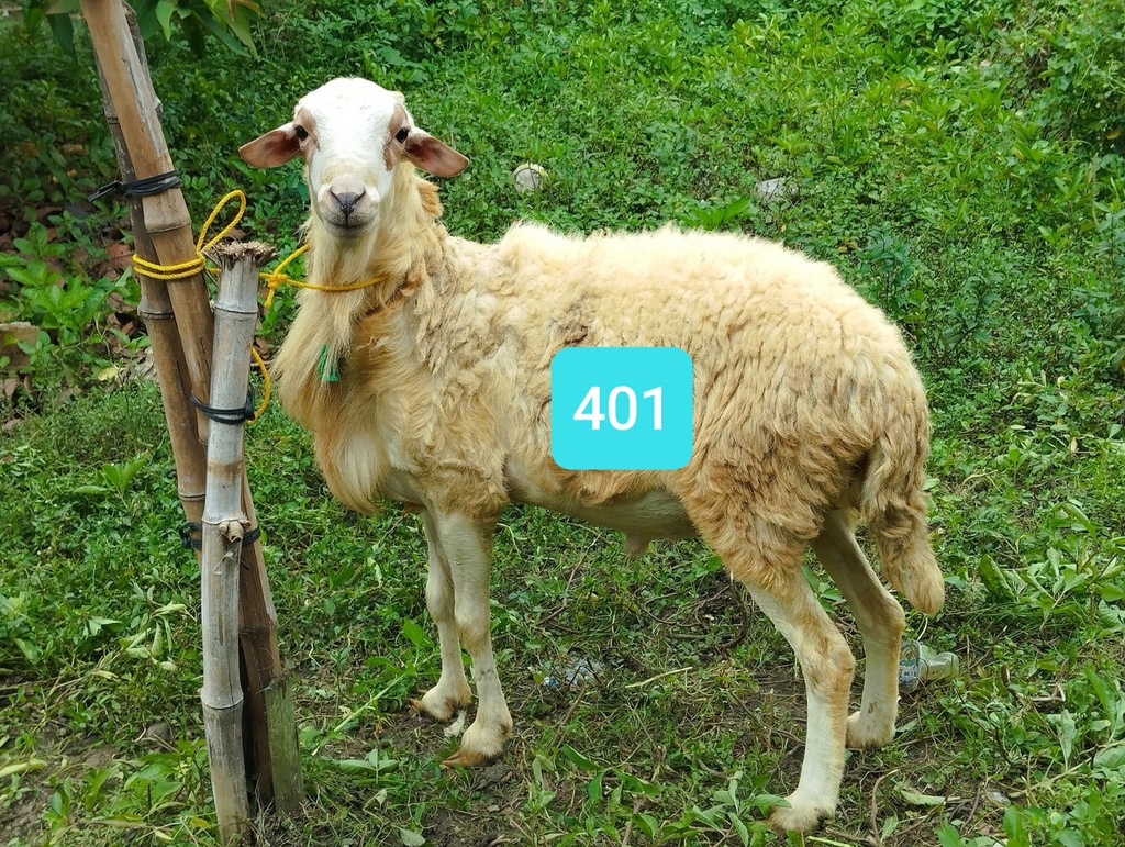 Domba Dugul 401 (Istimewa) 31 - 35 Kg