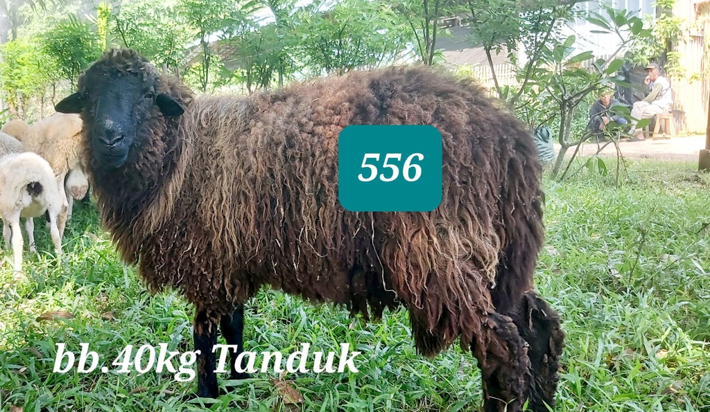 Domba Tanduk 556 (Jumbo) 40 Kg