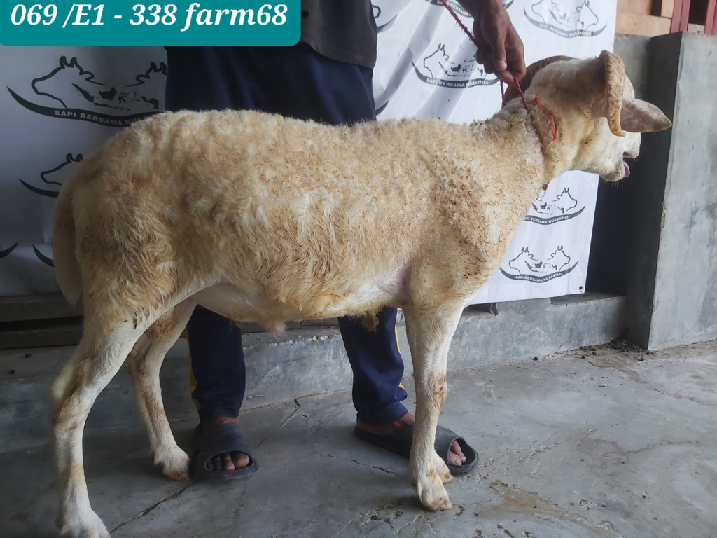 338 - Domba Tanduk Jumbo (E1) 36 - 40 Kg