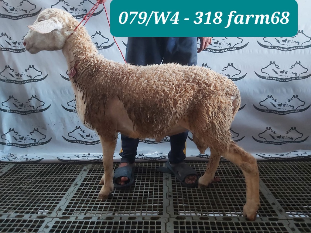 318 - Domba Dugul Istimewa (E4) 31 - 35 Kg