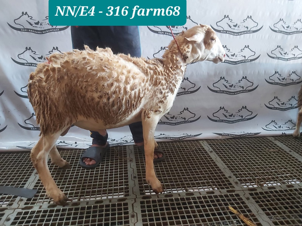316 - Domba Dugul Istimewa (E4) 31 - 35 Kg