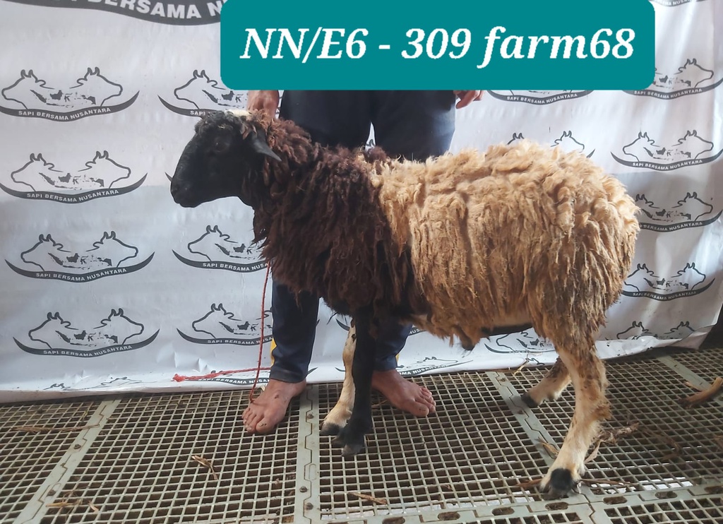 309 - Domba Dugul Istimewa (E6) 31 - 35 Kg
