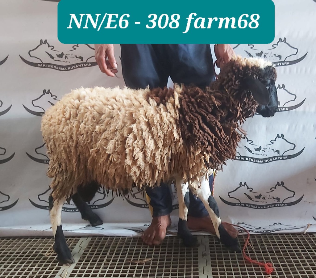 308 - Domba Dugul Istimewa (E6) 31 - 35 Kg