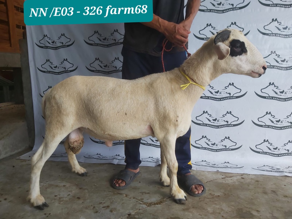 326 - Domba Tanduk Extra Jumbo (E3) 46 - 50 Kg
