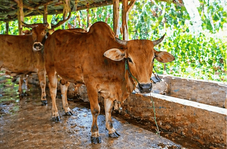003 - Sapi Bali (321 - 350 Kg)