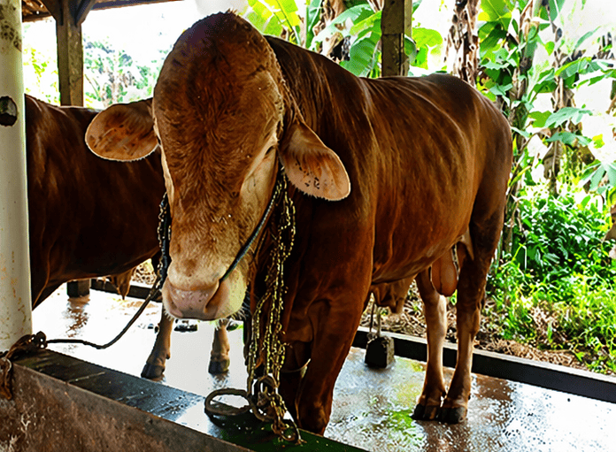 010 - Sapi Limosin (850 - 900 Kg)