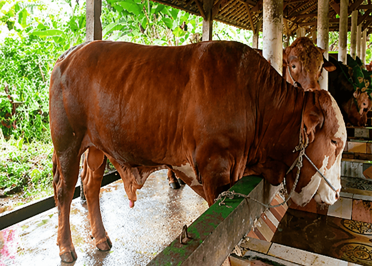 011 - Sapi Limosin (850 - 900 Kg)