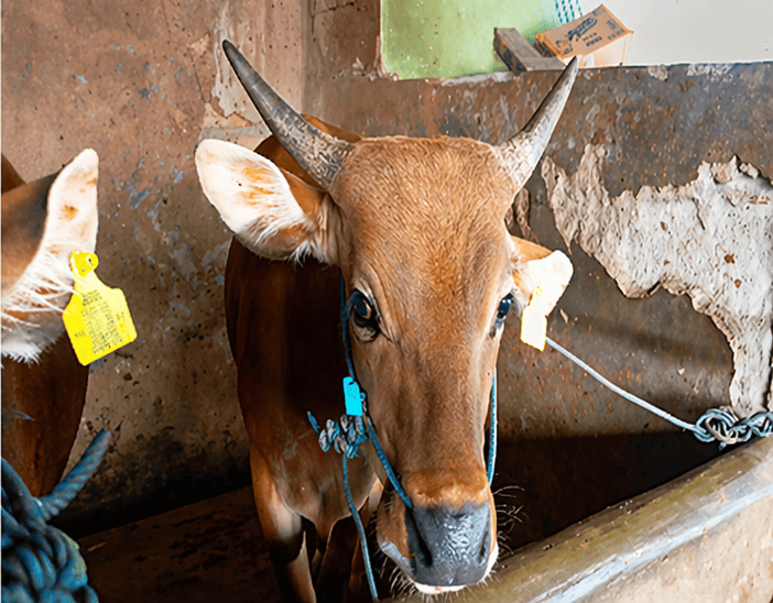 001 - Sapi Bali (220 - 250 Kg)