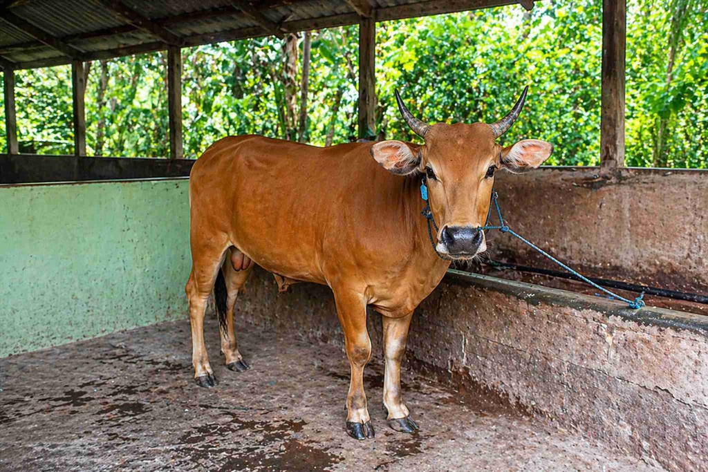 007 - Sapi Bali (220 - 250 Kg)