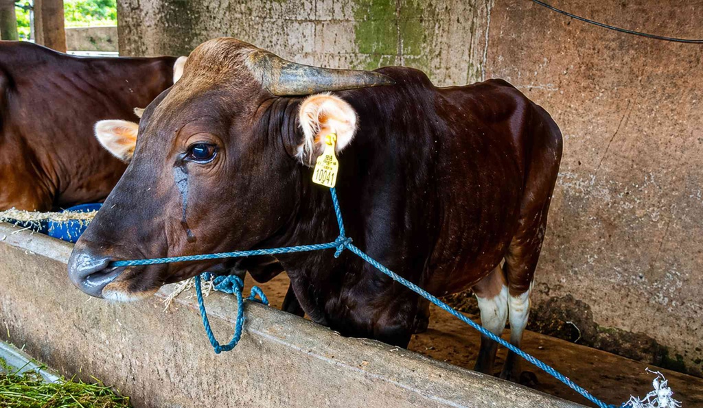 013 - Sapi Bali (220 - 250 Kg)