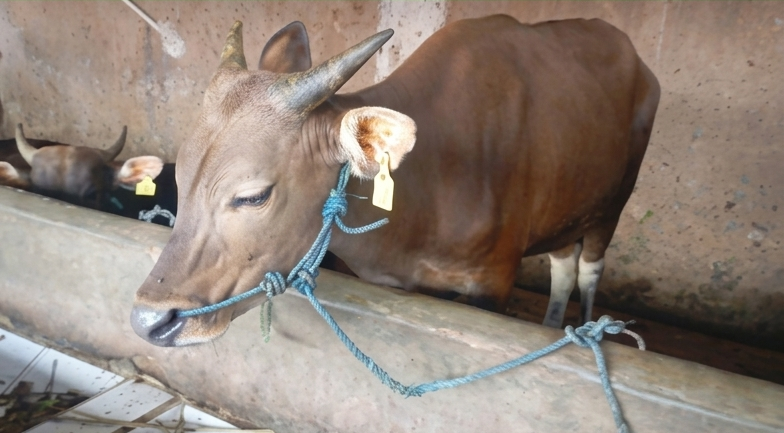 019 - Sapi Bali (220 - 250 Kg)
