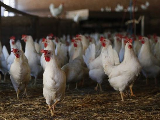 Ayam White Leghorn (WL) usia 13 - 15 Minggu (stok 72 Ekor)