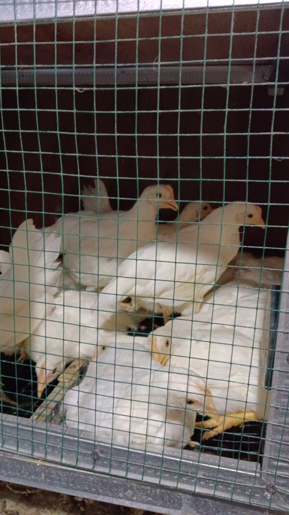 Ayam White Leghorn 6 Minggu (stok 50 ekor)
