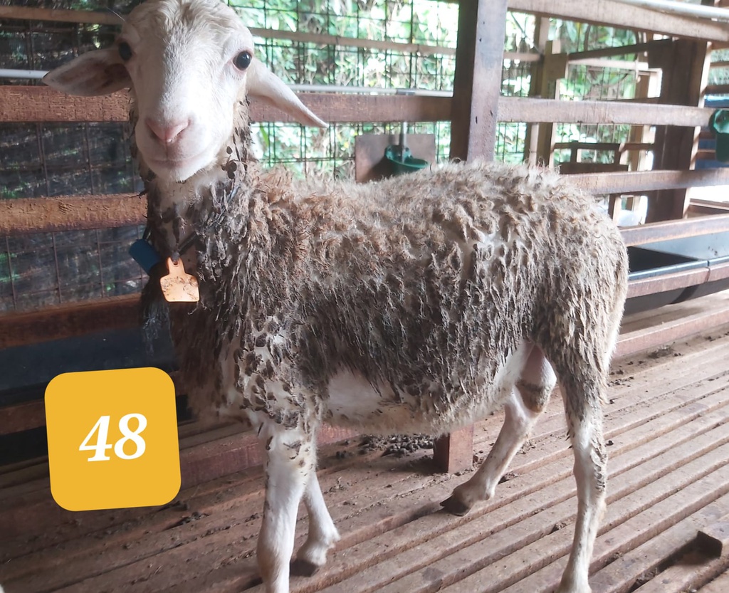 48 - Domba Dugul Spesial 26 - 30 kg