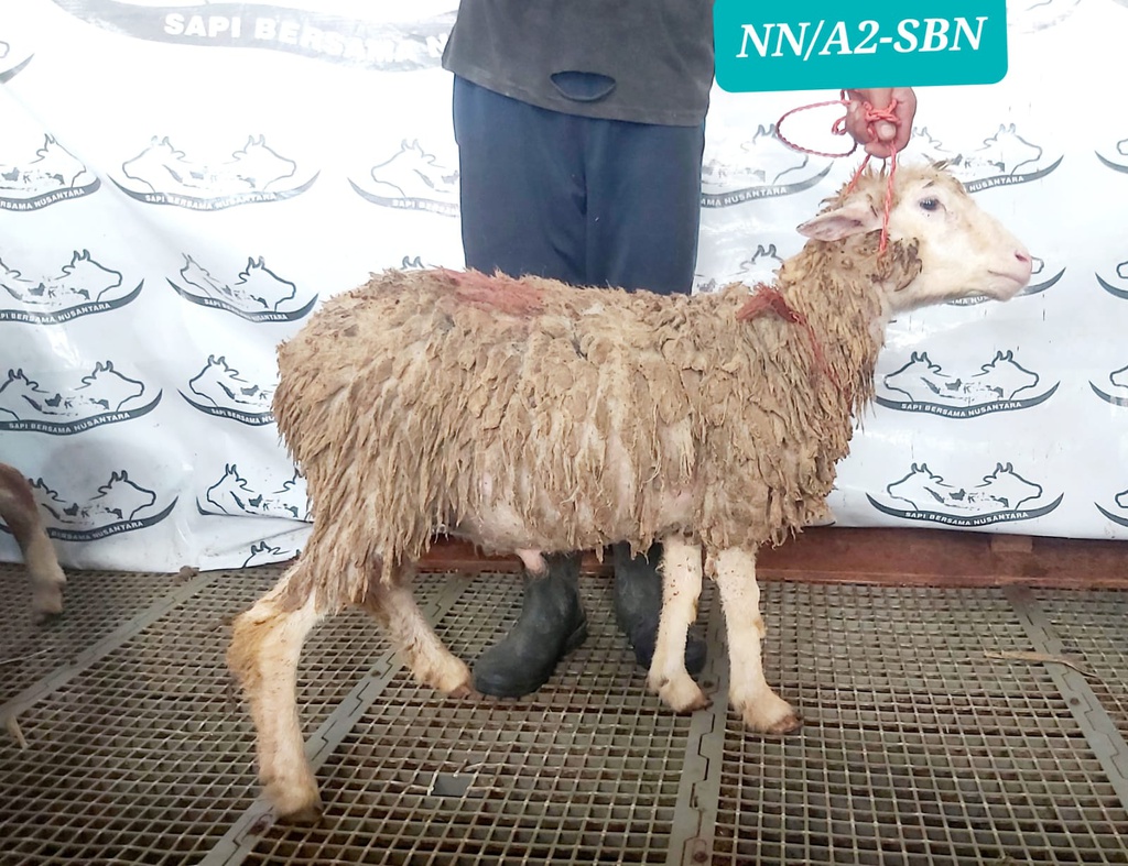 NN01/A2-SBN Domba Dugul Istimewa 31 - 33 Kg