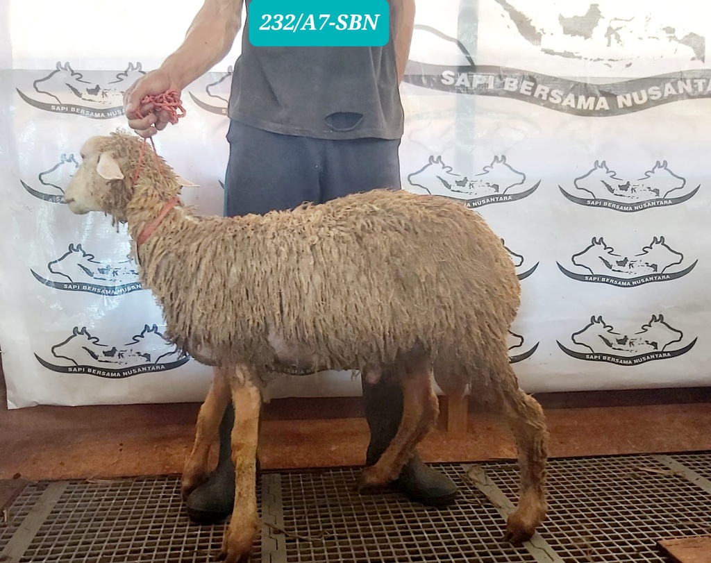 232-A7-SBN Domba Dugul Istimewa 31 - 35 kg
