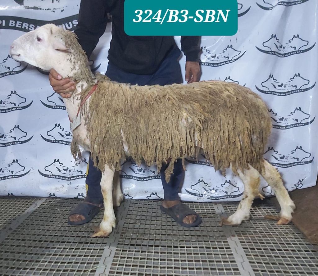 324 Domba Dugul Extra Jumbo1 - 50 Up kg