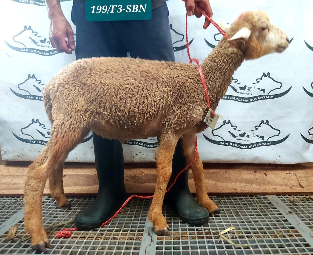 199 Domba Dugul Standar 20 - 25 kg