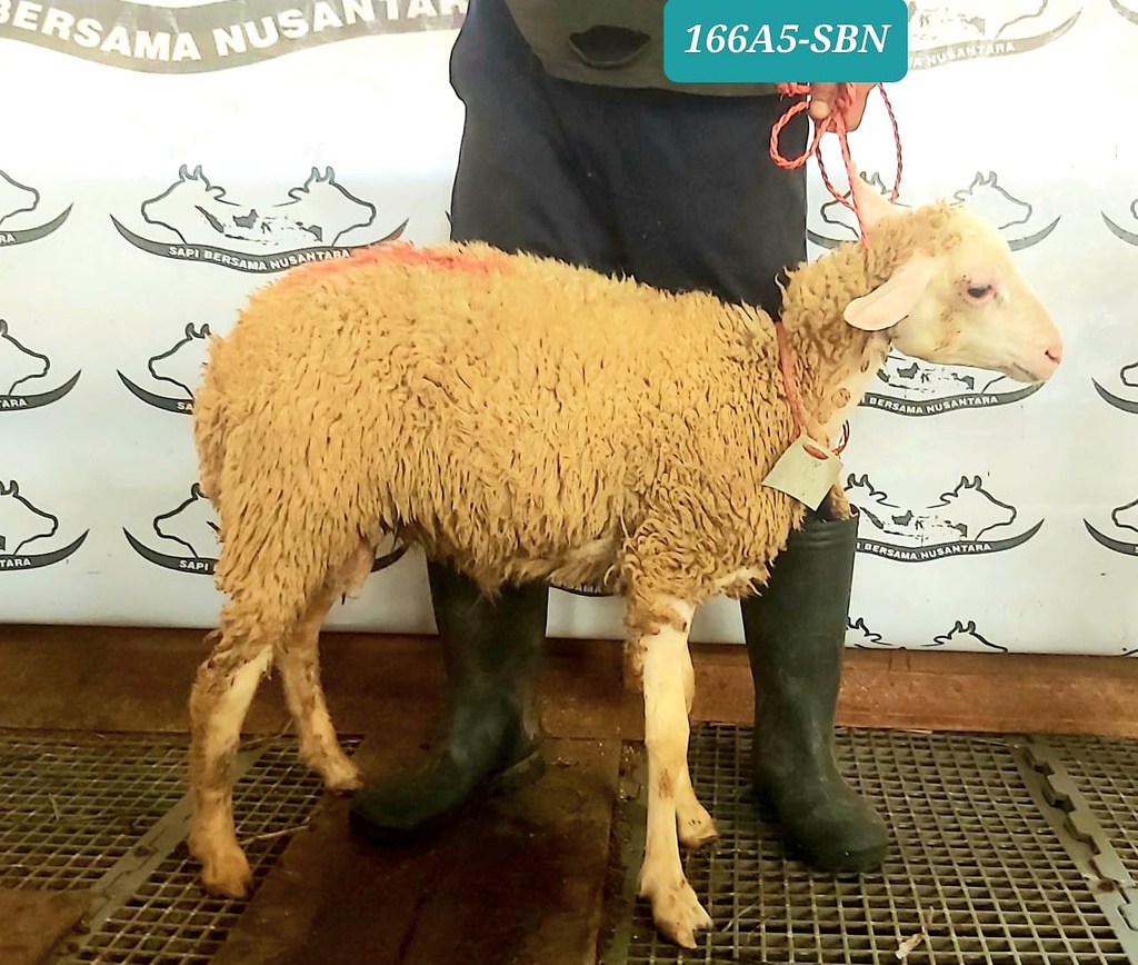 166 Domba Dugul Standar 20 - 25 Kg