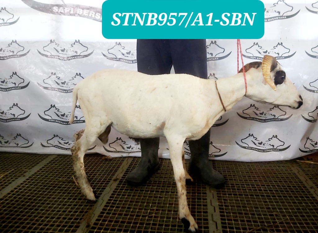 STNB-957 Domba Tanduk 20 - 25 kg