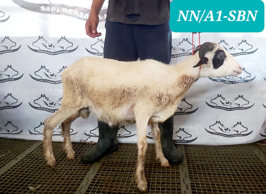 STNB-937 Domba Tanduk 20 - 25 kg