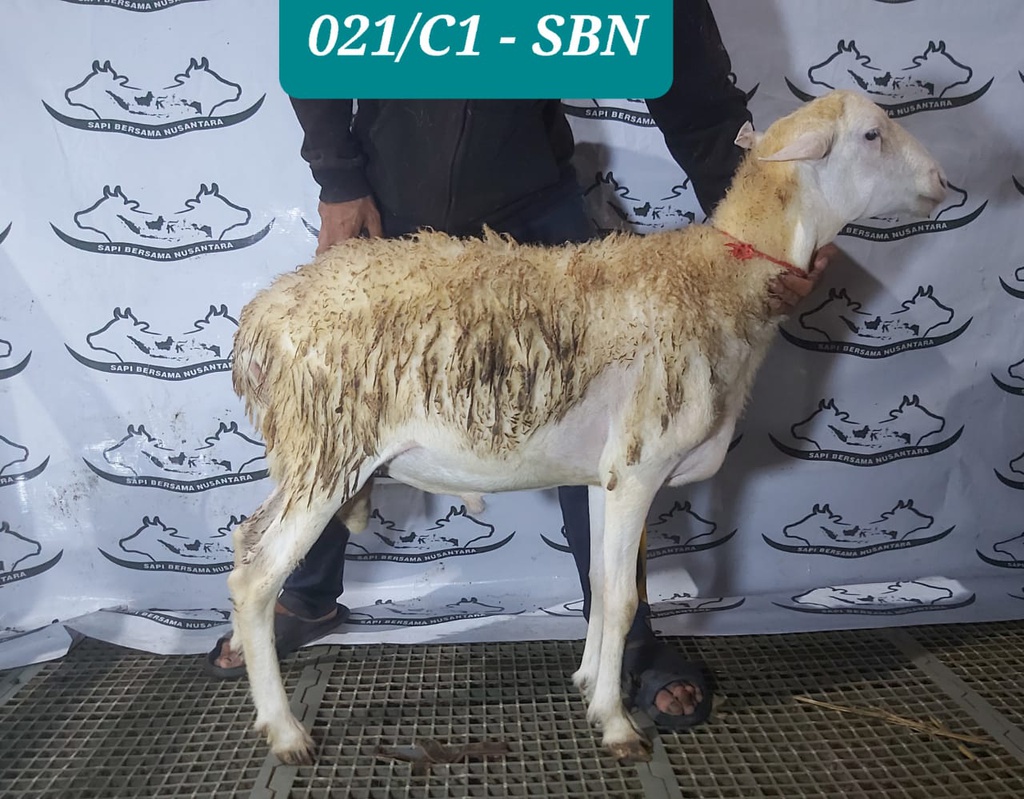 DJ021DPK Domba Dugul Istimewa 31-35 kg