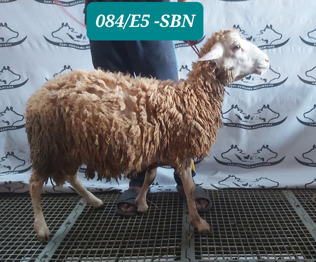 DJ84 Domba Dugul Spesial 26 - 30 Kg