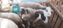 Domba Tanduk 88/16750 (Jumbo) 36 - 40 Kg