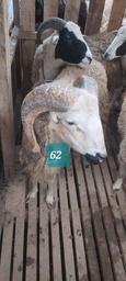 Domba Tanduk 62 (Jumbo) 36 - 40 Kg