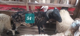 Domba Tanduk 54 (Jumbo) 36 - 40 Kg