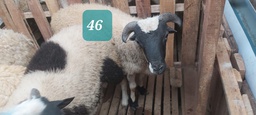 Domba Tanduk 46 (Super Jumbo) 41 - 45 Kg