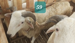 Domba Tanduk 59 (Super Jumbo) 41 - 45 Kg