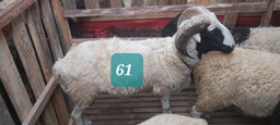 Domba Tanduk 61 (Jumbo) 36 - 40 Kg