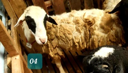 Domba Dugul 04 (Super Jumbo) 41 - 45 Kg