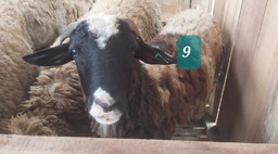 Domba Tanduk 09 (Jumbo) 36 - 40 Kg