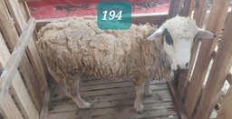 Domba Dugul 194 (Jumbo) 36 - 40 Kg