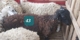 Domba Dugul 43 (Istimewa) 31 - 35 Kg