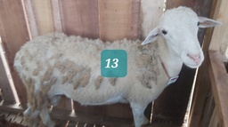 Domba Dugul 13 (Istimewa) 31 - 35 Kg