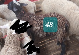 Domba Dugul 48 (Jumbo) 36 - 40 Kg