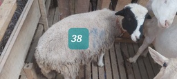Domba Dugul 38 (Spesial) 26 - 30 Kg
