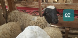 Domba Tanduk 02 (Jumbo) 36 - 40 Kg